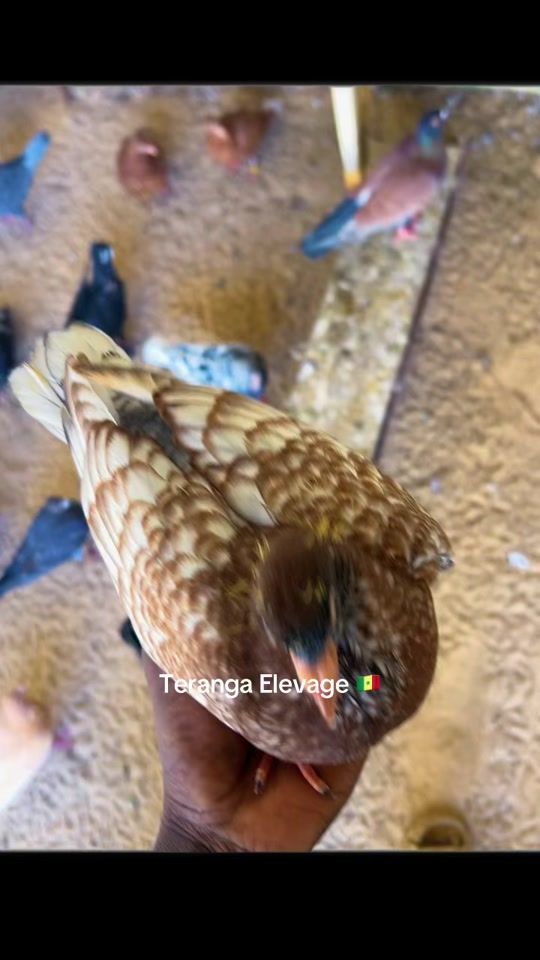TikTok video thumbnail by terangaelevage0