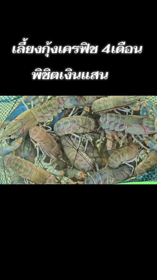 TikTok video thumbnail by newisan89