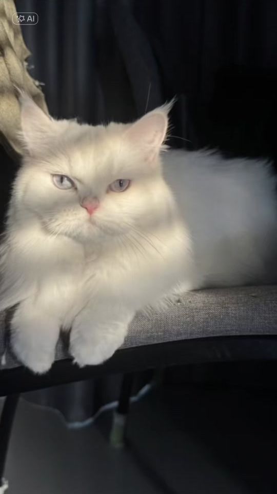 TikTok video thumbnail by katikatangstory