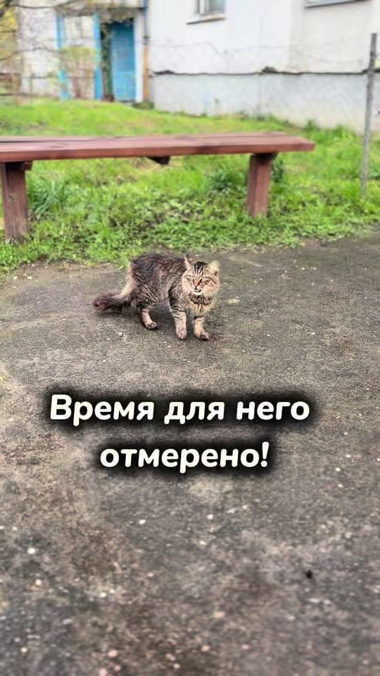 TikTok video thumbnail by zoofuria