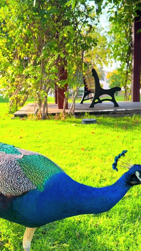 TikTok video thumbnail by ridam7010