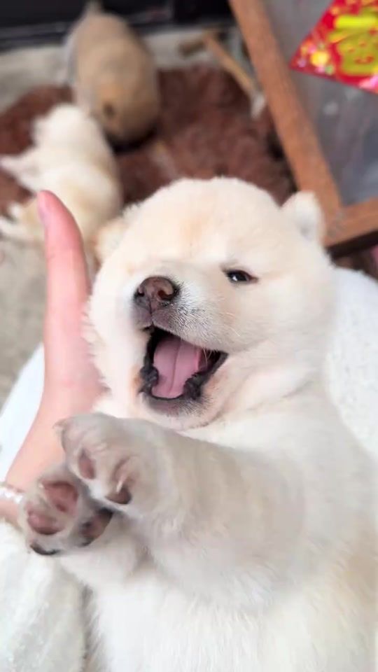 TikTok video thumbnail by fytalyy