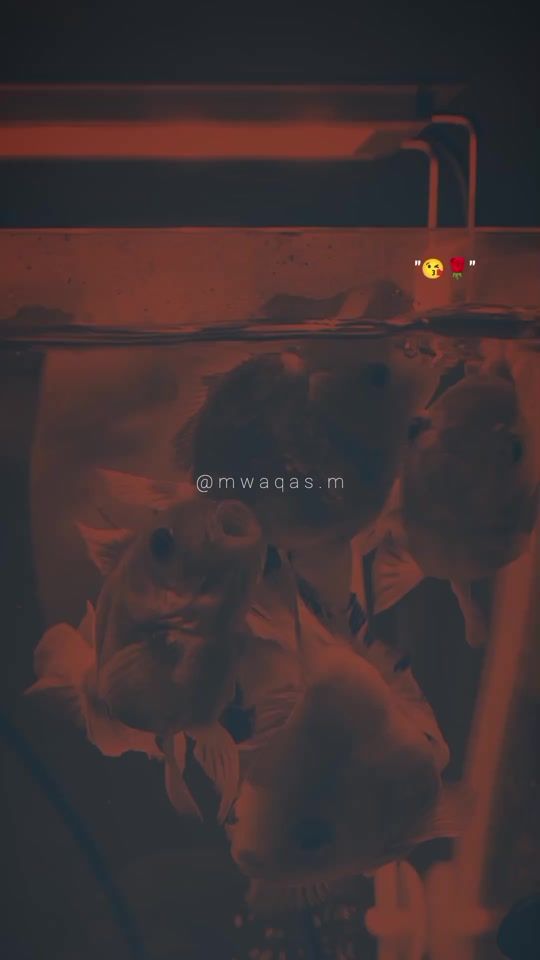 TikTok video thumbnail by mwaqas.m