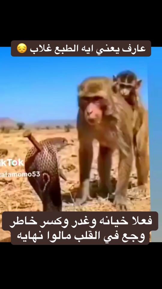 TikTok video thumbnail by ayman.azzta