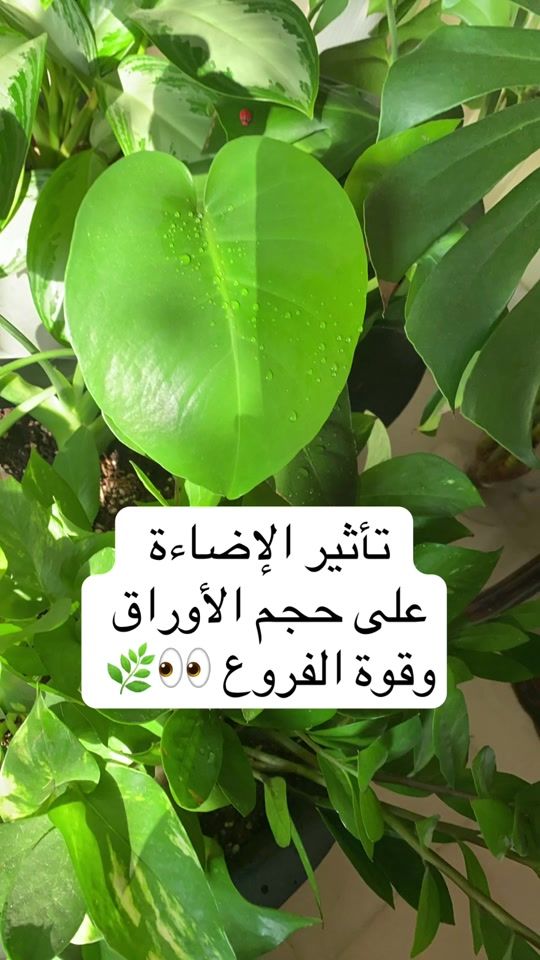 TikTok video thumbnail by abozain494