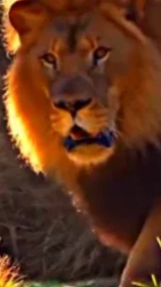TikTok video thumbnail by idrisstchodimi