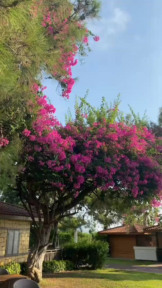 TikTok video thumbnail by itx_husnain04