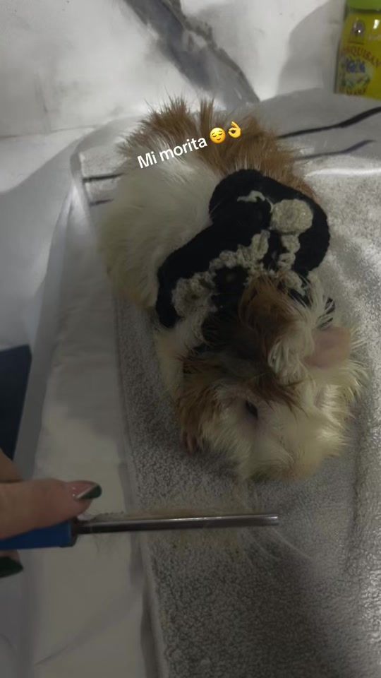TikTok video thumbnail by katherineedemicarrillo