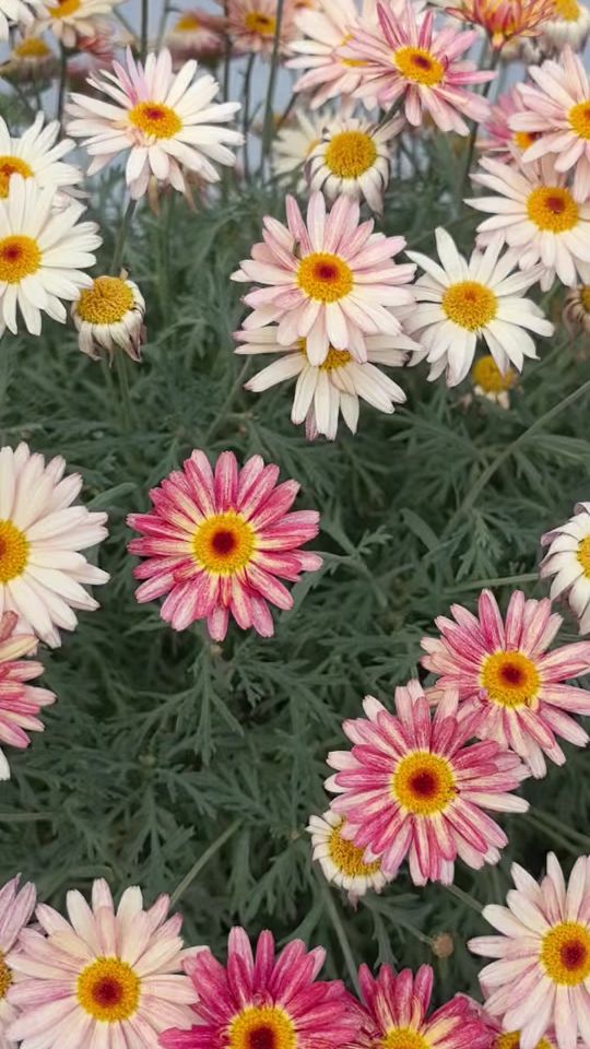 TikTok video thumbnail by osm_a2