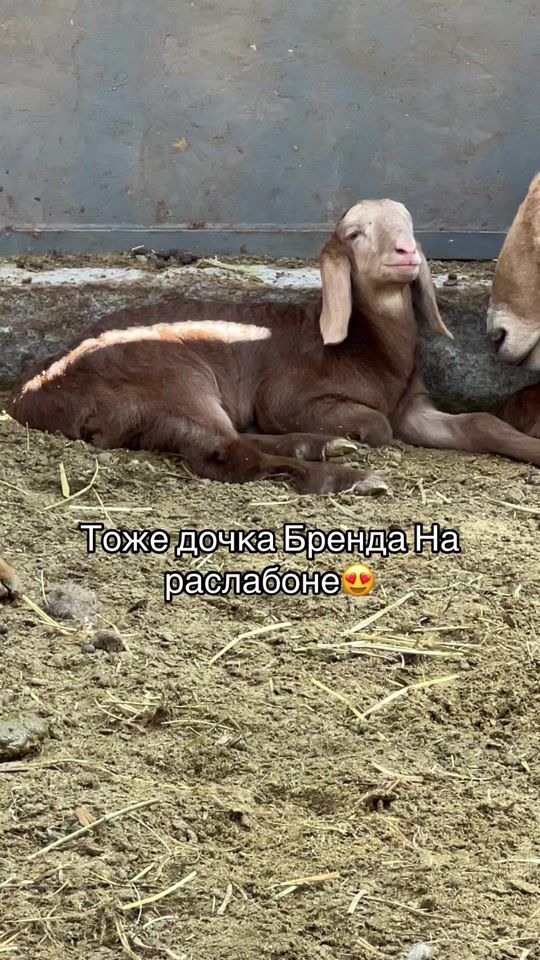 TikTok video thumbnail by arashan_bratiya_rs