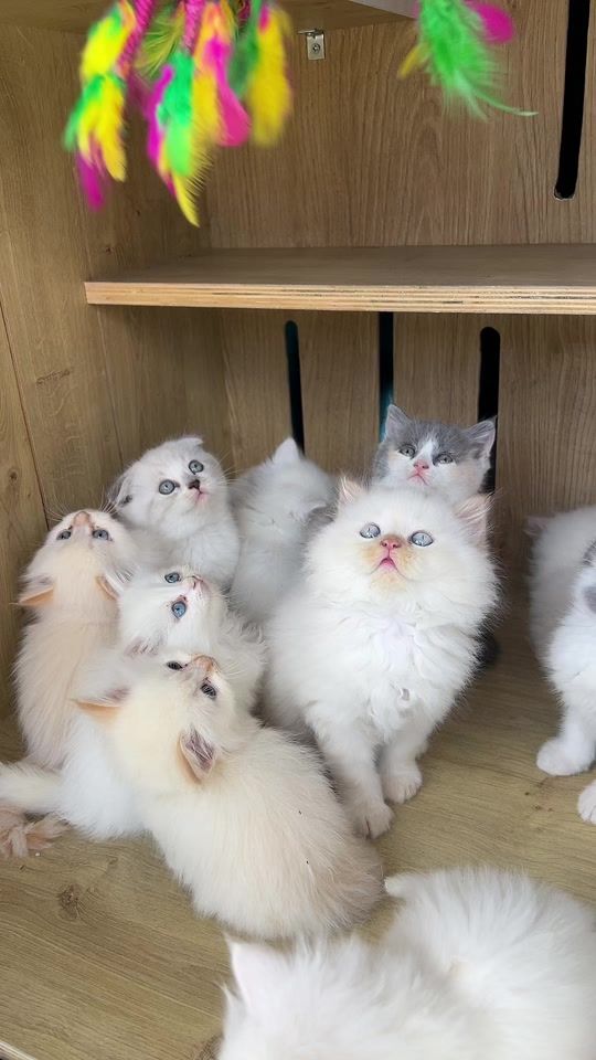TikTok video thumbnail by animalco11