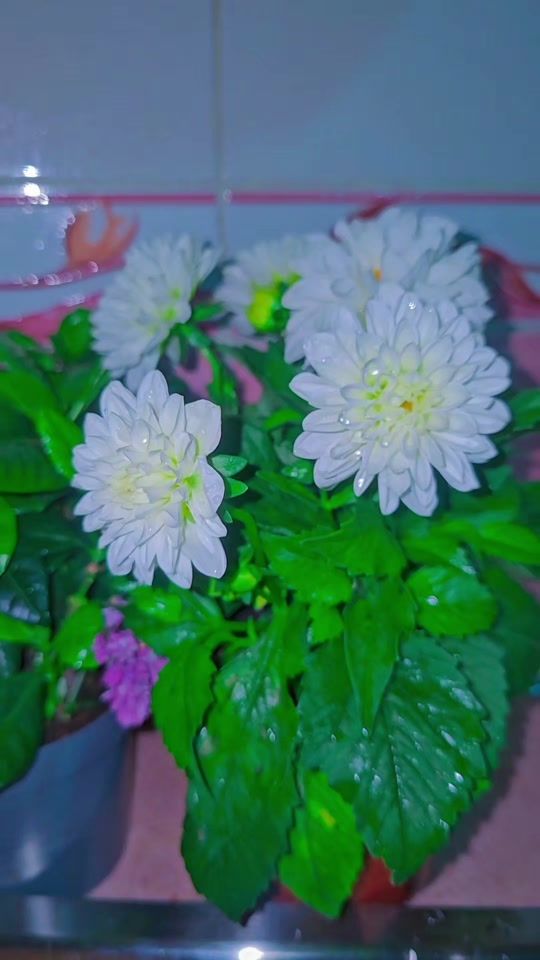TikTok video thumbnail by x_qw26