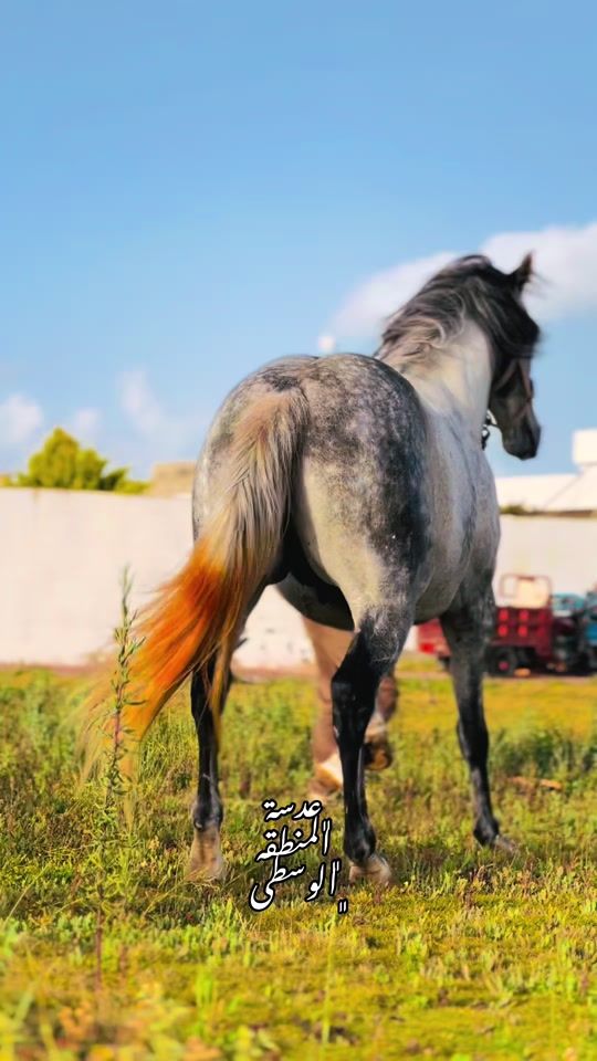 TikTok video thumbnail by fursan_libya2