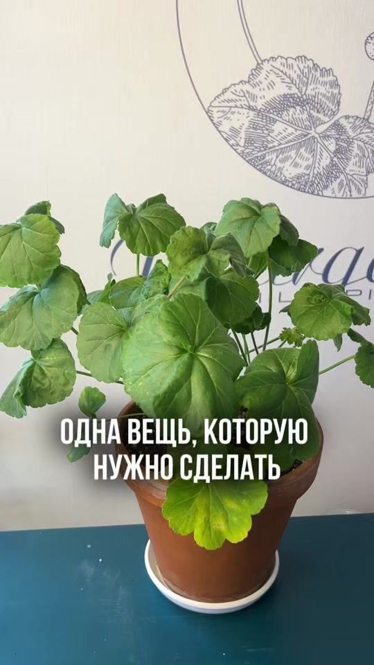 TikTok video thumbnail by liudmila_pivovarova