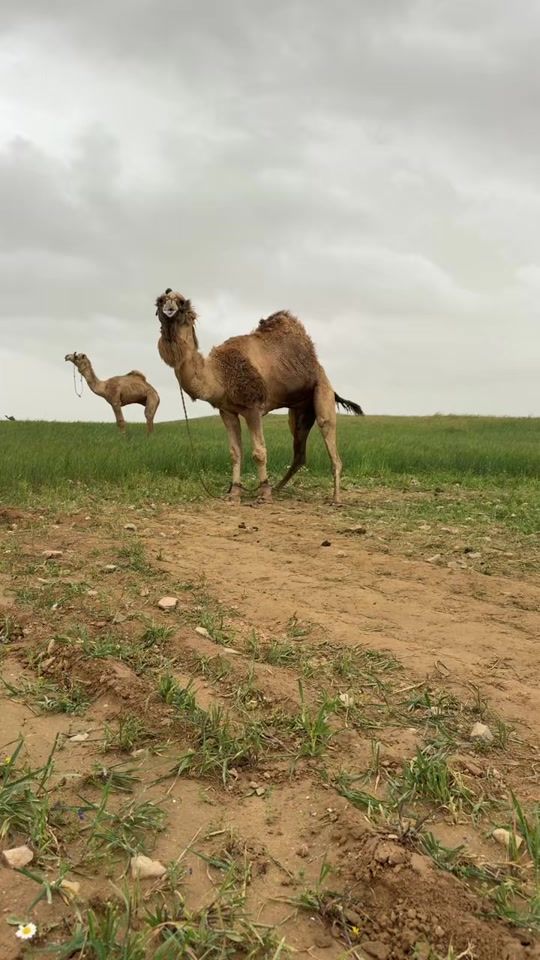 TikTok video thumbnail by jnobe_37