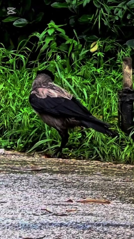 TikTok video thumbnail by hayyangirl