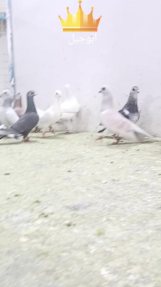 TikTok video thumbnail by ziadabojabal