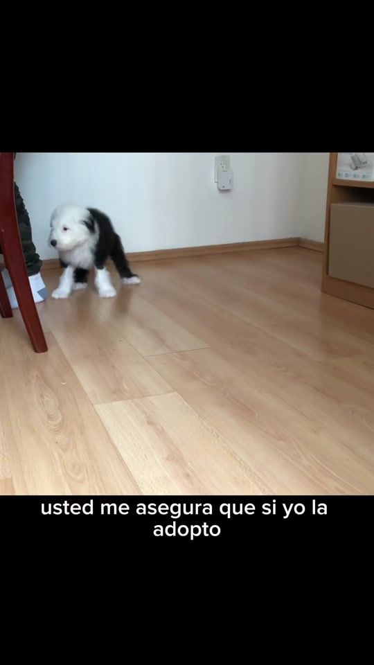TikTok video thumbnail by renato.elperro