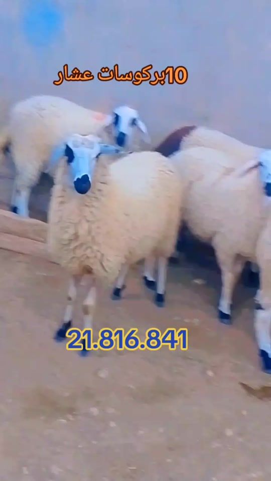 TikTok video thumbnail by aymen.chebi