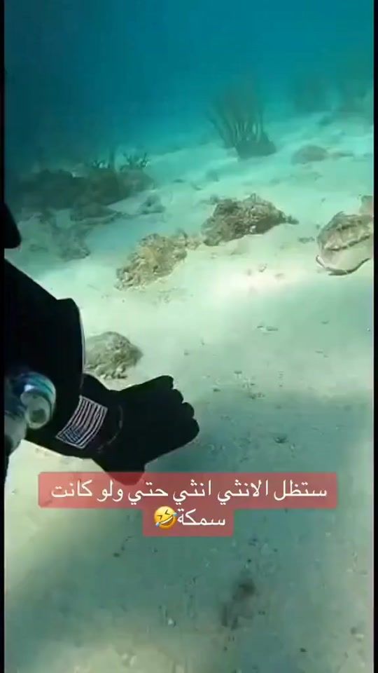 TikTok video thumbnail by nasser1967