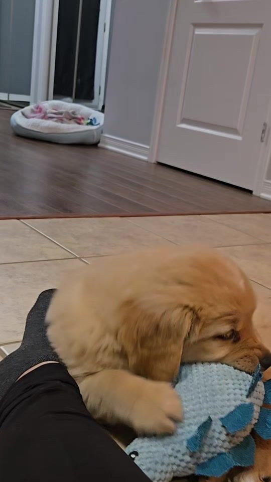 TikTok video thumbnail by tuxedomuffin
