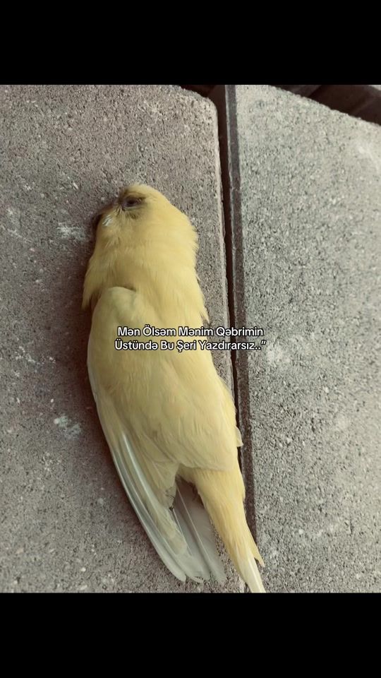 TikTok video thumbnail by agayevv36