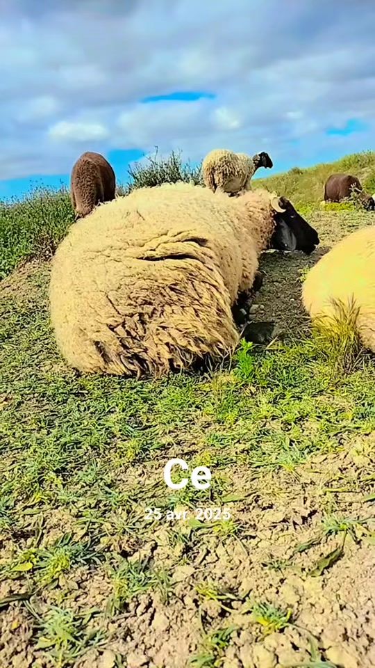 TikTok video thumbnail by nidhal.mejeri