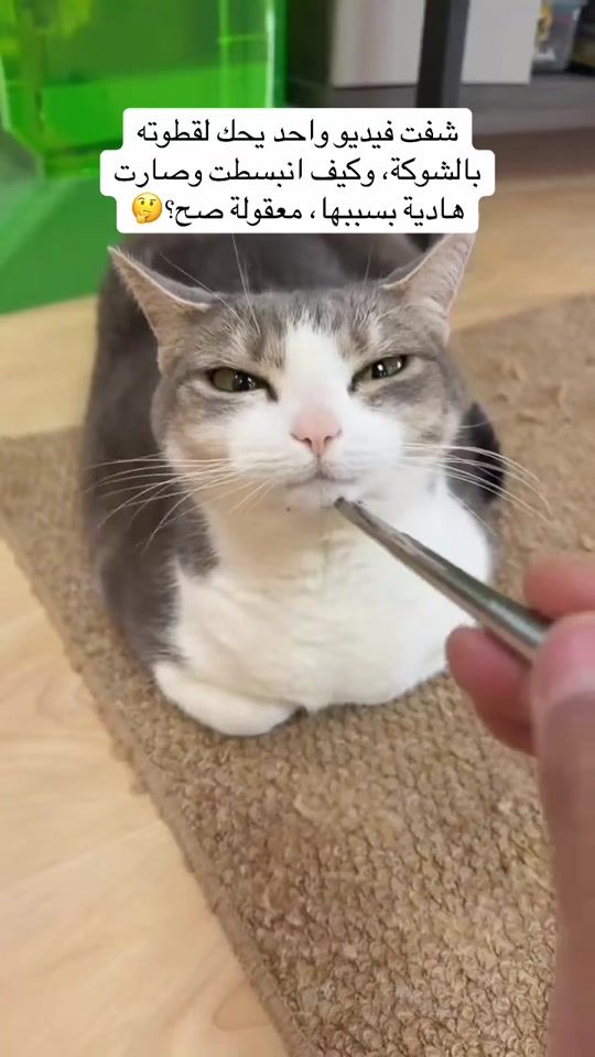 TikTok video thumbnail by ekitten1