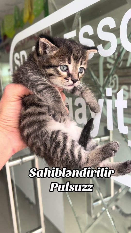 TikTok video thumbnail by sumqayit_dash