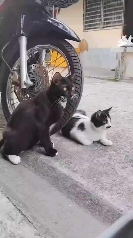 TikTok video thumbnail by ev40rtiz