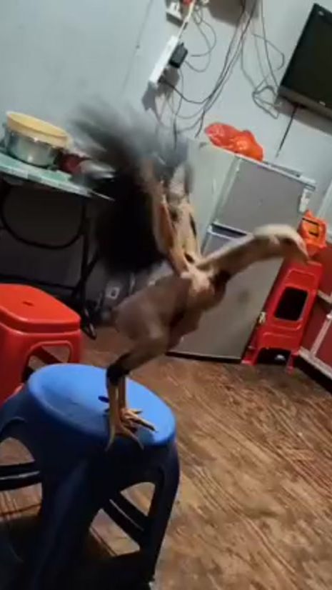 TikTok video thumbnail by xurshidxurozlar