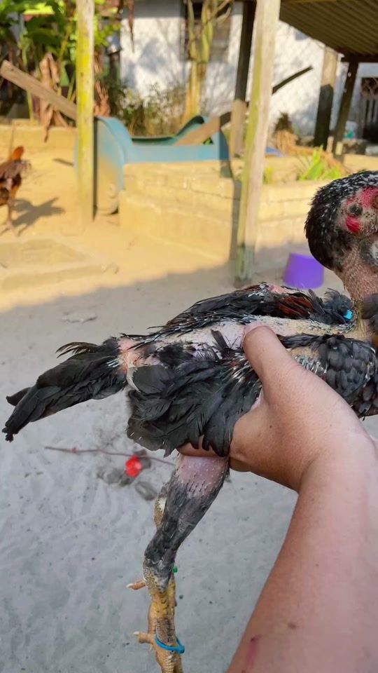 TikTok video thumbnail by abangjoefarm