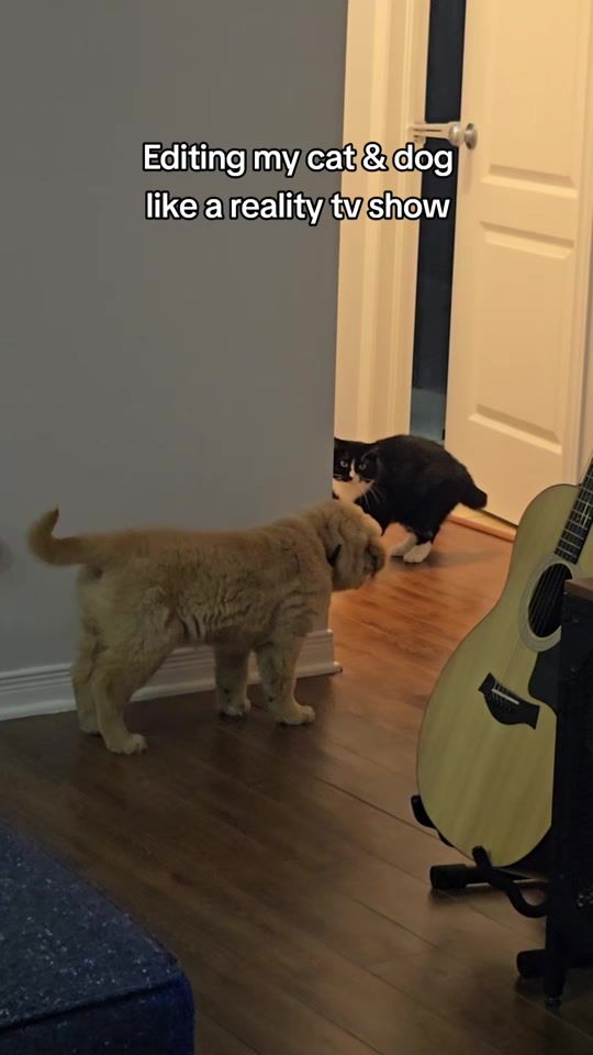 TikTok video thumbnail by tuxedomuffin