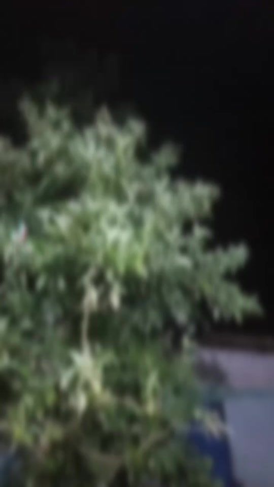 TikTok video thumbnail by eliyas.king00