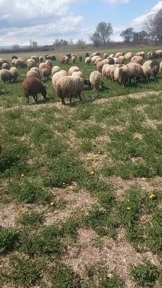 TikTok video thumbnail by kyanqis.kyanq