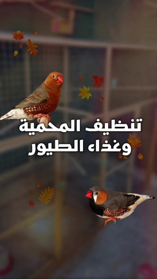 TikTok video thumbnail by bm11a