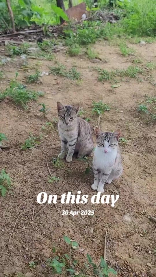TikTok video thumbnail by famerman_288