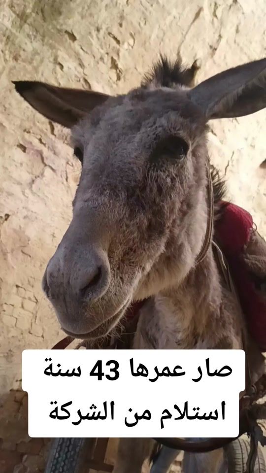 TikTok video thumbnail by hdkfv4