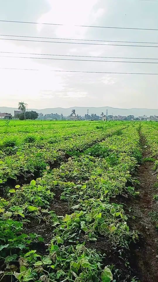 TikTok video thumbnail by .aboibrahim1