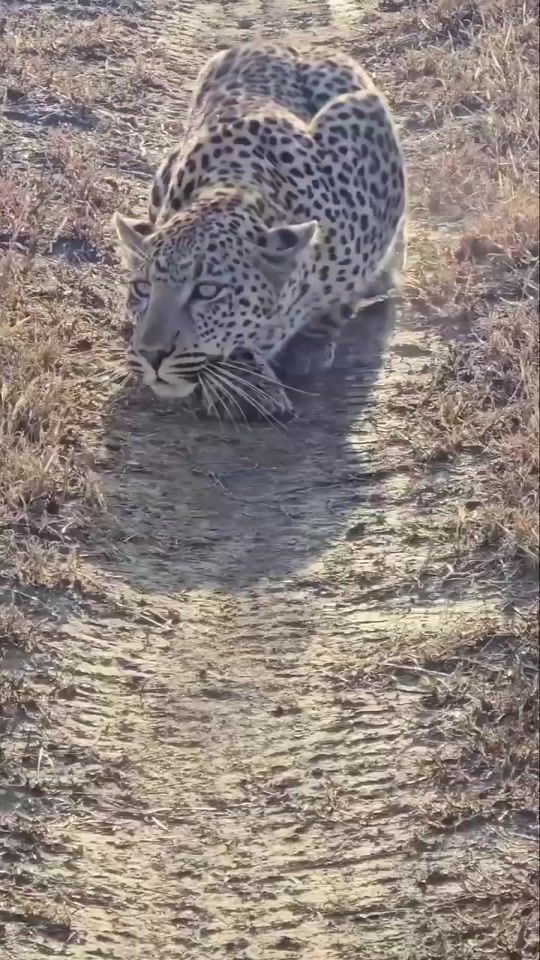 TikTok video thumbnail by mombesa1