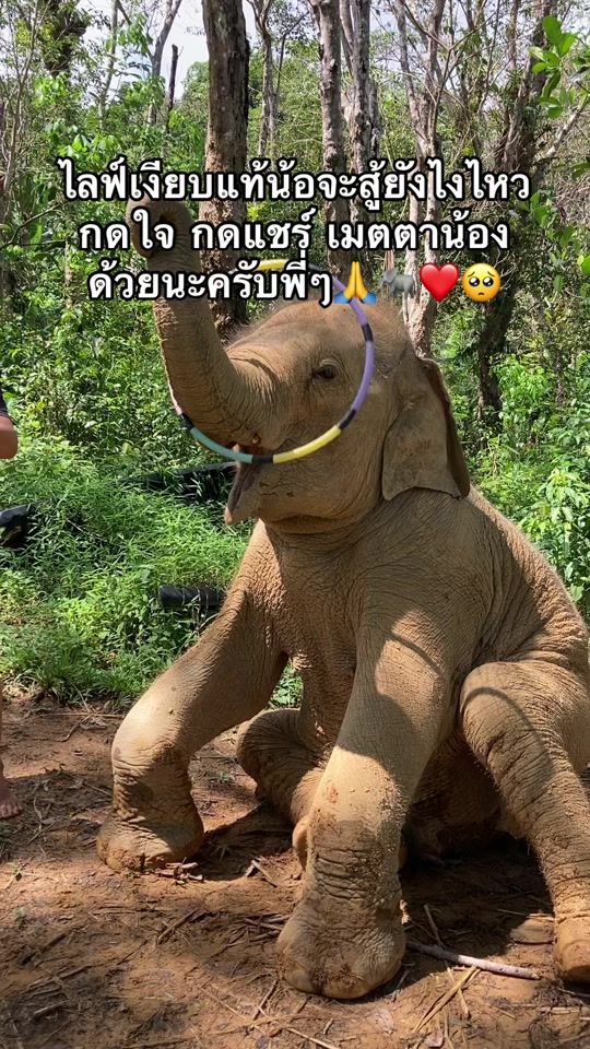 TikTok video thumbnail by duangkamonsalangam