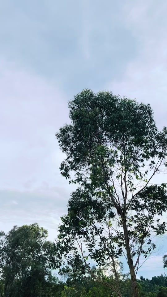 TikTok video thumbnail by bahati.josu6