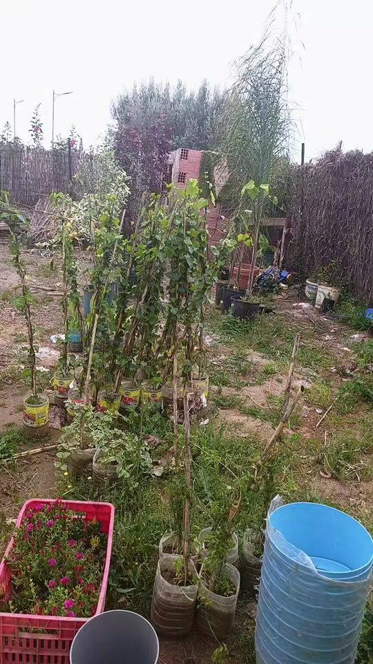 TikTok video thumbnail by maskari16