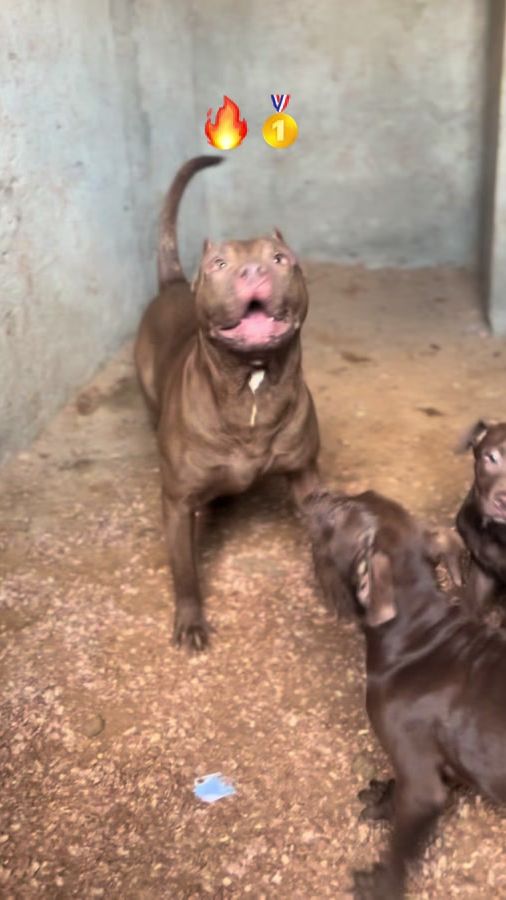 TikTok video thumbnail by boyka_k9