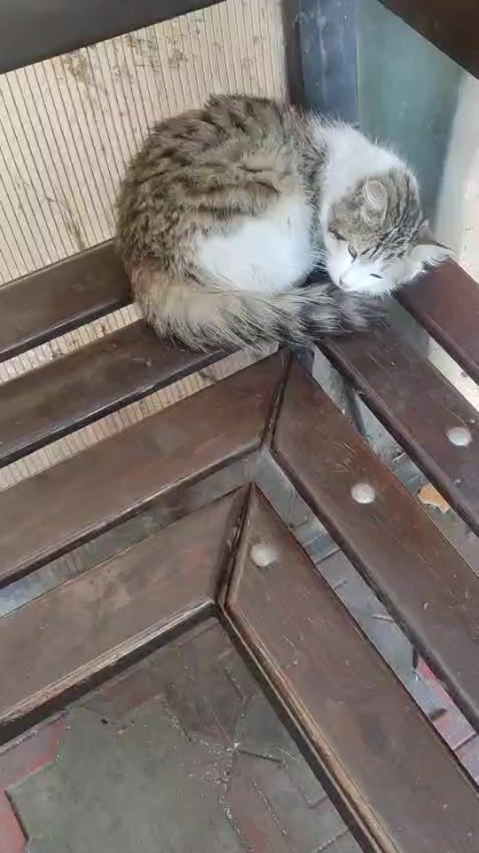 TikTok video thumbnail by shafa_axmed
