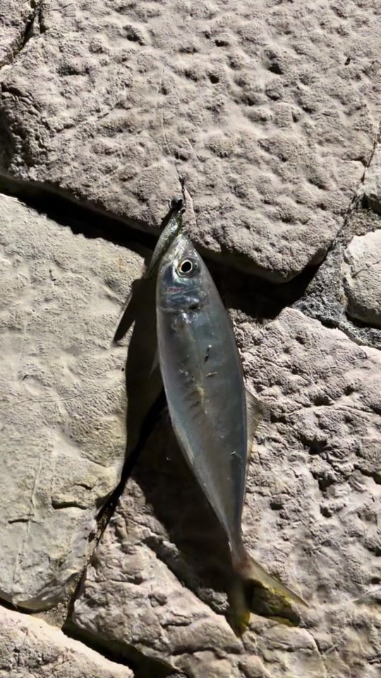 TikTok video thumbnail by montenegro_fishing