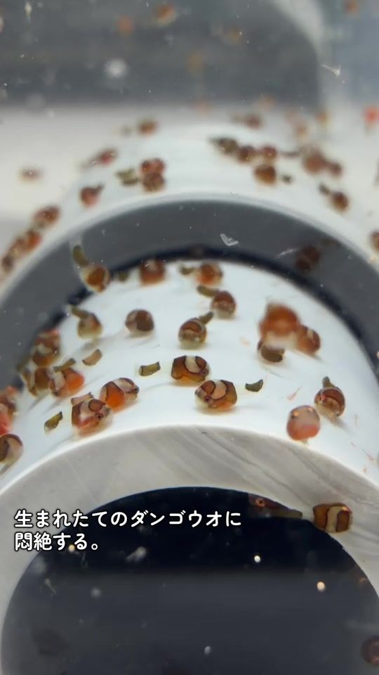 TikTok video thumbnail by dangomusume