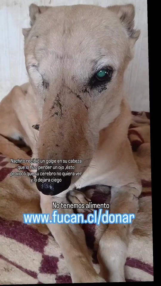 TikTok video thumbnail by fucanchile