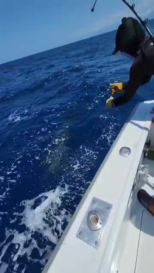 TikTok video thumbnail by reefzone_
