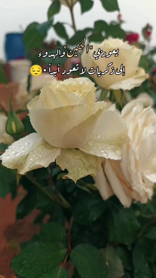 TikTok video thumbnail by fo__fo207